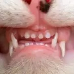 Change of teeth in cats: when do milk teeth fall out?
