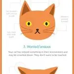 Changes in cat behavior that should alert you