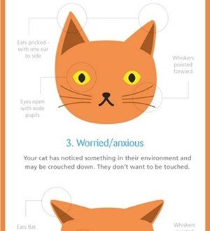 Changes in cat behavior that should alert you