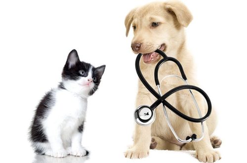 Checking pets for infections without leaving home