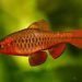 Brilliant Rasbora