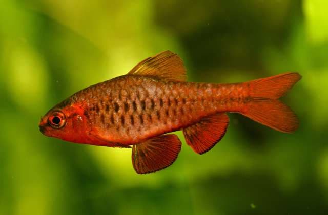 cherry barb