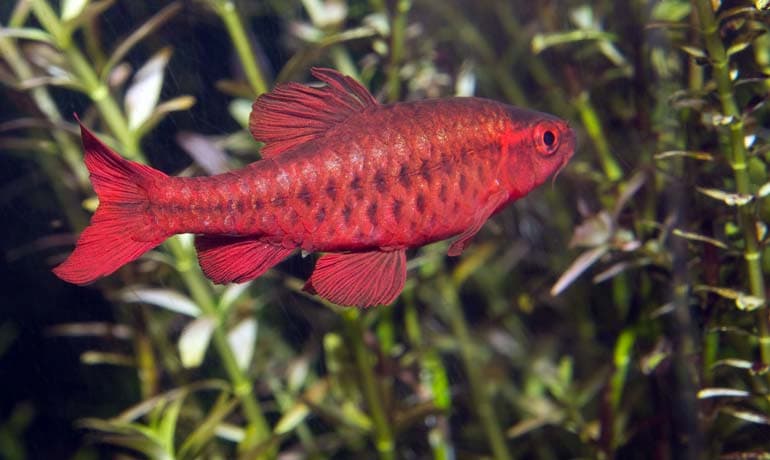 cherry barb