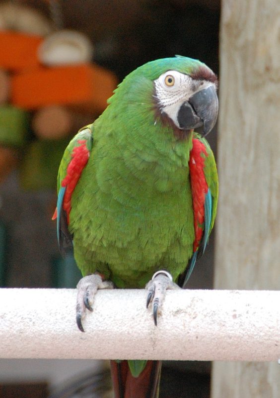 Chestnut Macaw