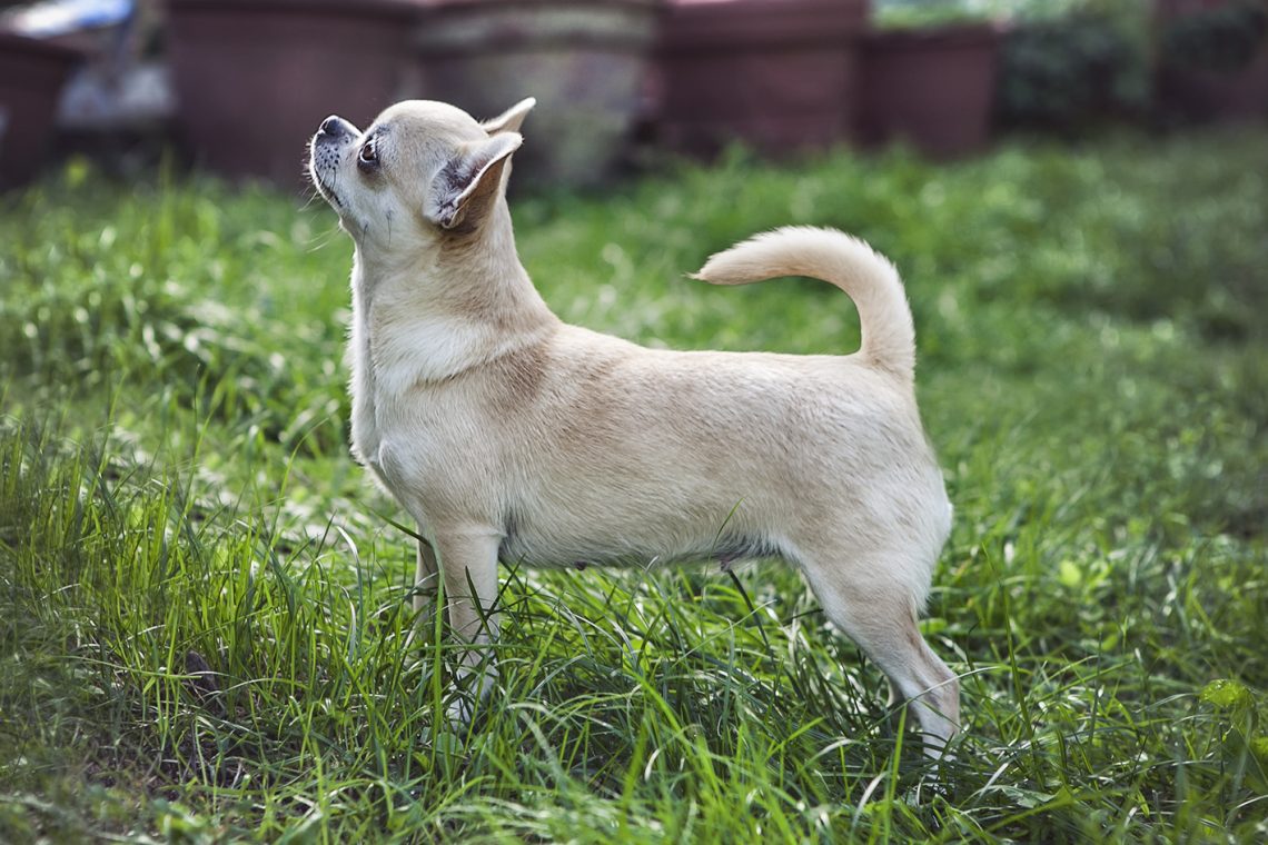 Chihuahua (razza canina)