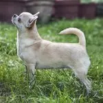 Chihuahua (razza canina)