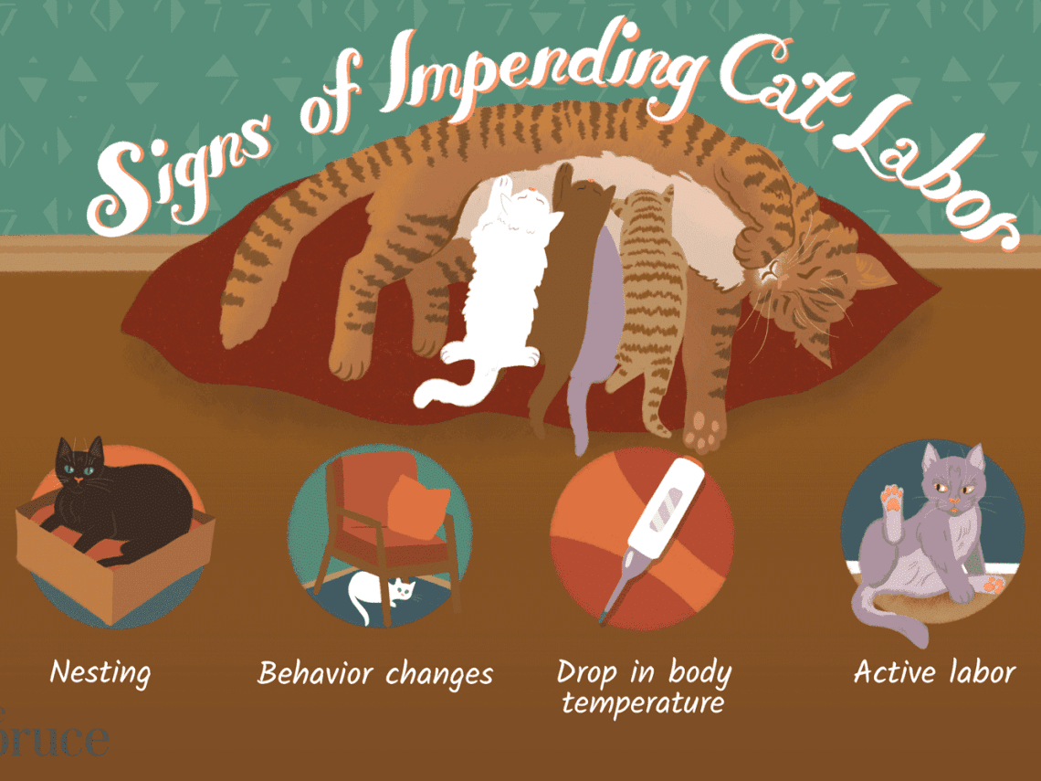Childbirth in a cat: signs and process