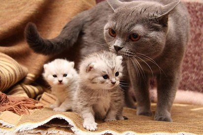 Childbirth in a cat: signs, preparation, care after childbirth