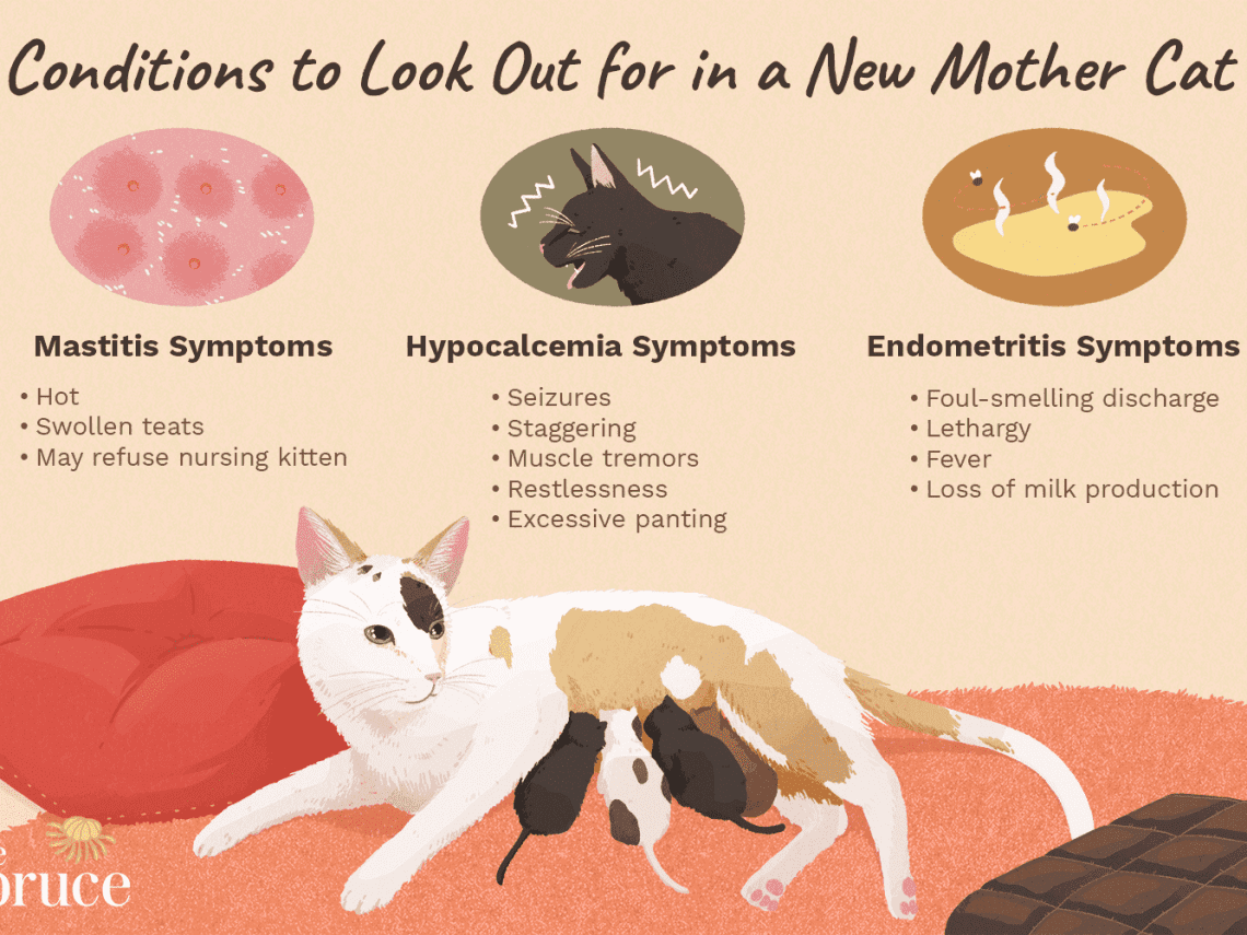 Porođaj kod mačke: znakovi, priprema, njega nakon porođaja