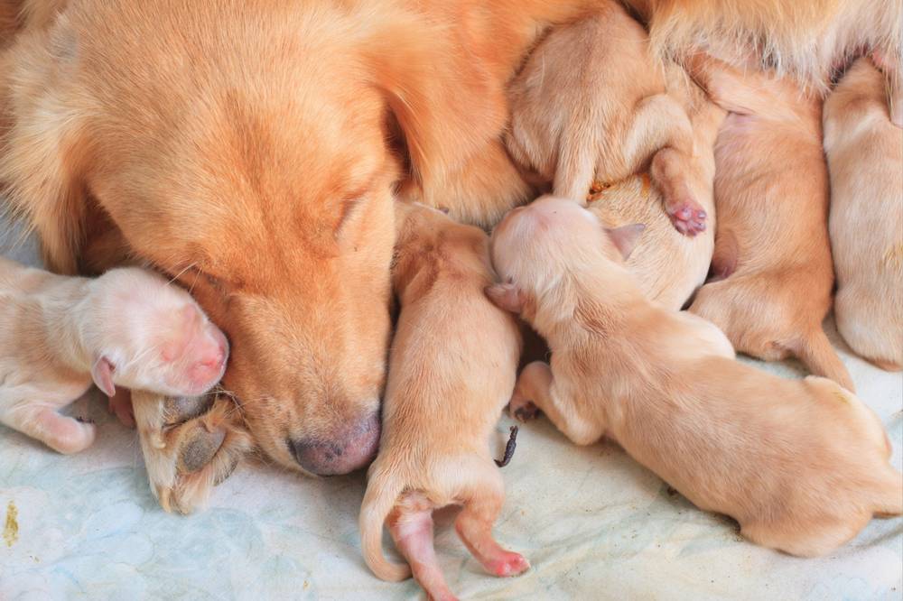 Childbirth in dogs: signs and process