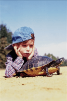 Childrens page: How to care for a turtle