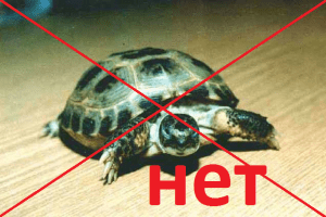 Childrens page: How to care for a turtle