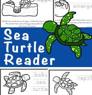 Children&#8217;s page: How to care for a turtle
