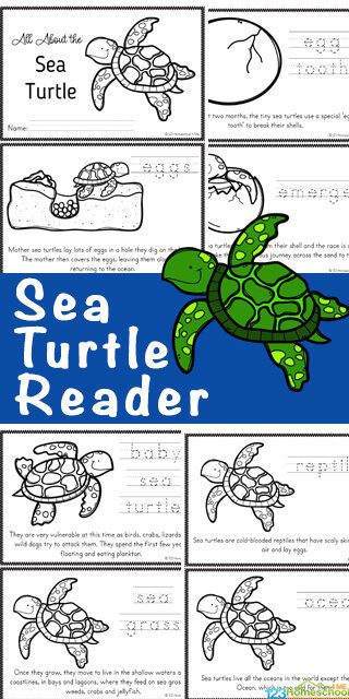 Children&#8217;s page: How to care for a turtle