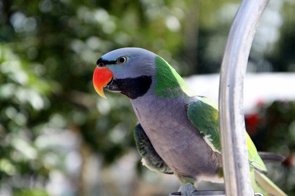 Chinese ringed parrot (Psittacula derbiana)