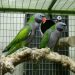 Alexander&#8217;s ringed parrot (Psittacula eupatria)