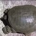 How to purify the water in the turtle aquarium?