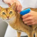 Chipping cats