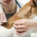 Allergies in dogs and cats: what happens and how to cure