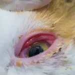 Chlamydia in cats
