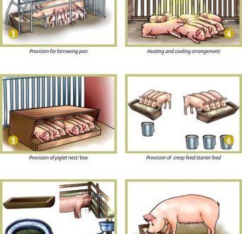 Choosing a home for a pig
