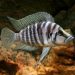 Red cichlid zebra