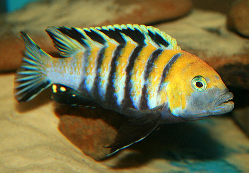 Cichlid Doggy