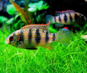 Cichlids