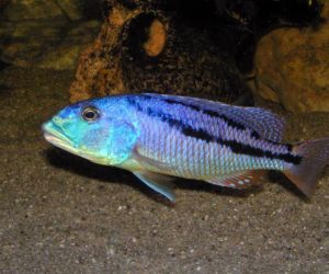 Cichlids