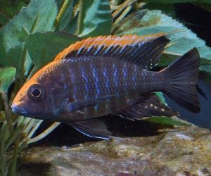 Cichlids