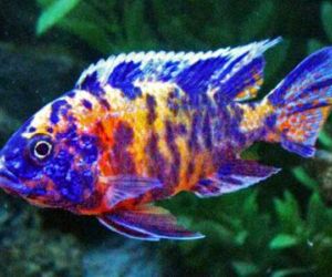 Cichlids