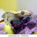Panther chameleon: maintenance and care at home