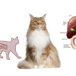 Cirrhosis of the liver in cats and cats