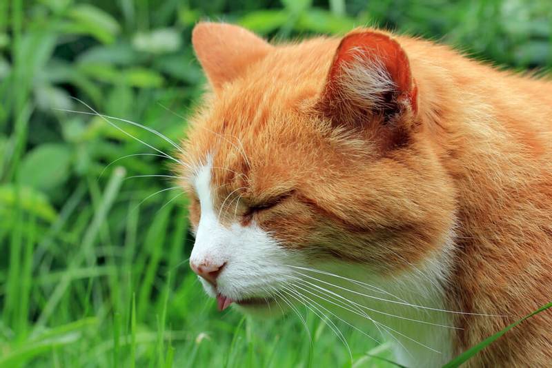 Cirrhosis of the liver in cats and cats