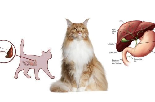 Cirrhosis of the liver in cats and cats