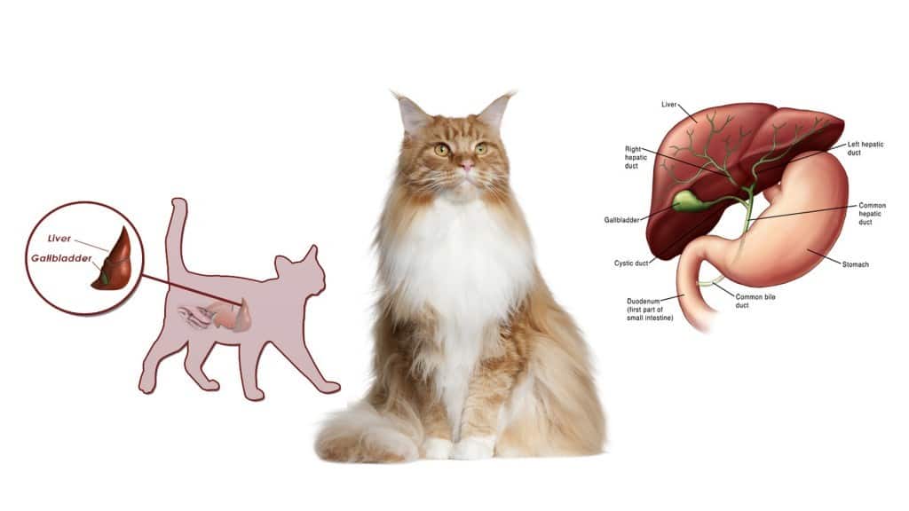 Cirrhosis of the liver in cats and cats