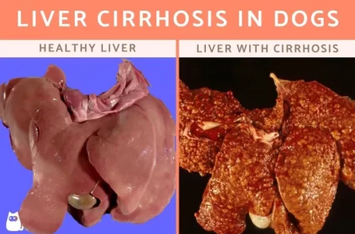 Cirrhosis of the liver in dogs