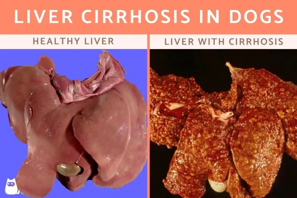 Cirrhosis of the liver in dogs