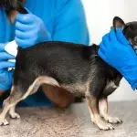 Cleaning the paraanal glands in dogs