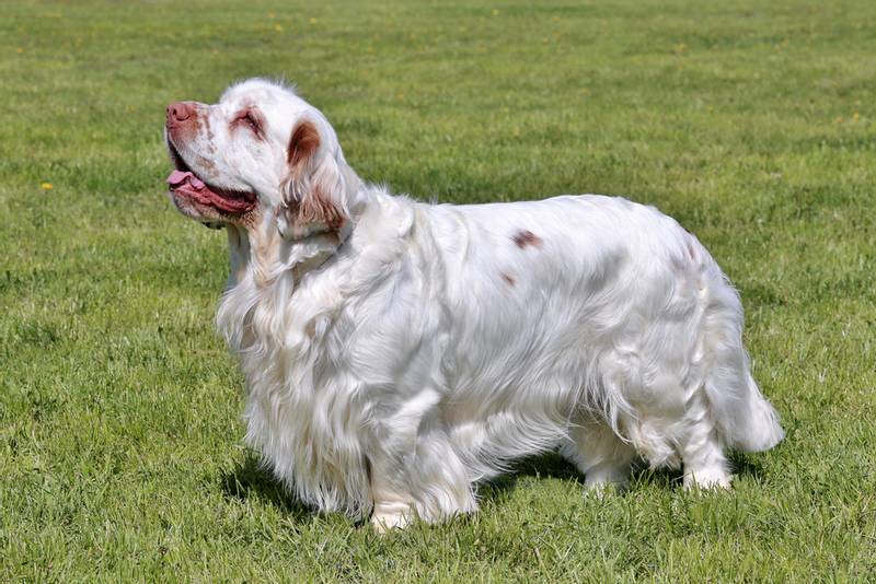 Clumber Spaniel in the field
