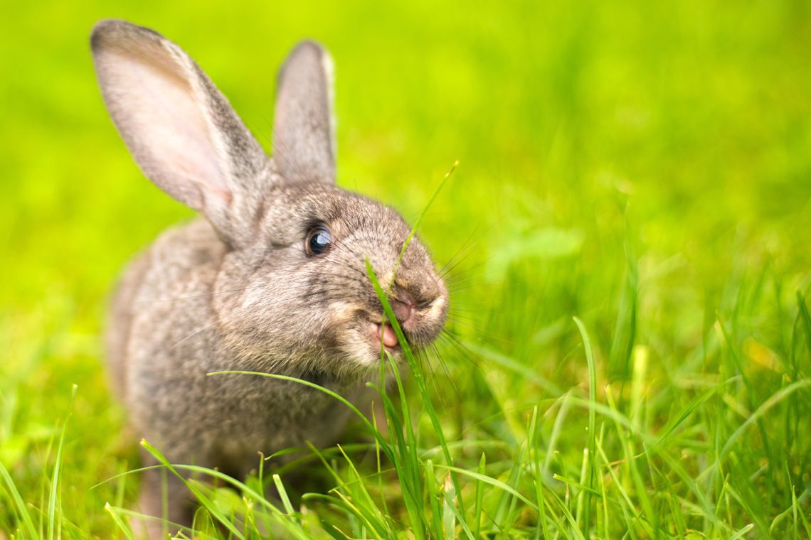 coccidiosis in rabbits