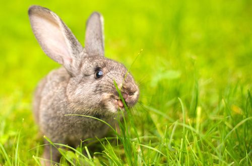 coccidiosis in rabbits