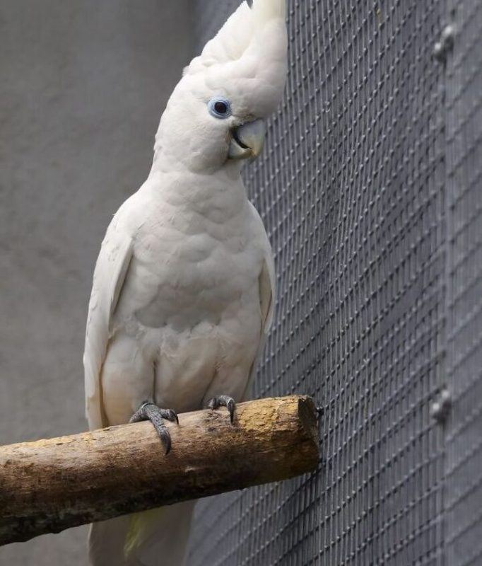 Cockatoo parrots &#8211; &#8220;jack of all trades&#8221;