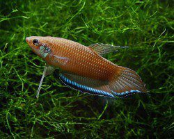 Cockerels (Betta fish)