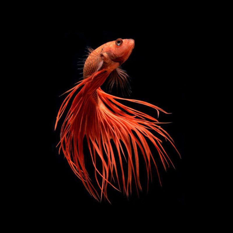 Cockerels (Betta fish)