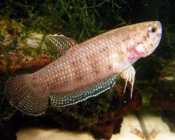 Cockerels (Betta fish)