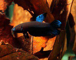 Cockerels (Betta fish)