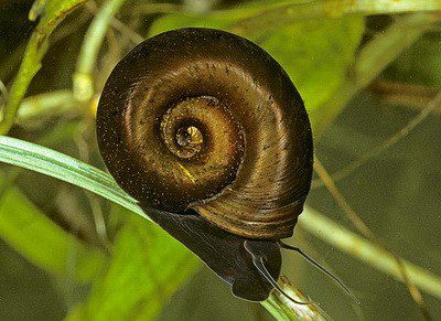 Coil aquarium snail: maintenance, reproduction, compatibility, description, photo