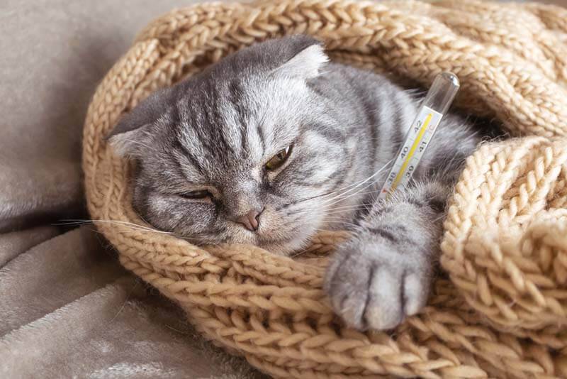 Colds in cats: symptoms, how and how to treat