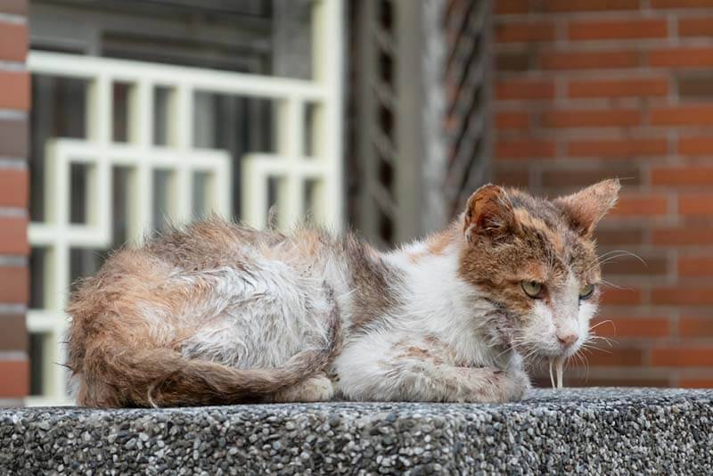 Colds in cats: symptoms, how and how to treat